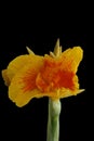 Close up of a Yellow King Humbert Canna Lily flower and bud against a solid, black background Royalty Free Stock Photo