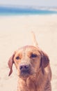 Labrador beach dog
