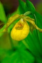 Close-up of a Yellow Lady`s Slipper