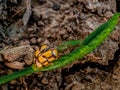 close up of a yellow ladybug perched on a young leaf - Stock Photo Royalty Free Stock Photo
