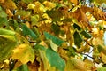 Closeup of a yellow leaf in autumn