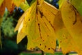 Closeup of a yellow leaf in autumn