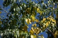 Yellow leaf of Indian cork tree Royalty Free Stock Photo