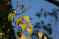 Yellow leaf of Indian cork tree Royalty Free Stock Photo