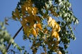 Yellow leaf of Indian cork tree Royalty Free Stock Photo