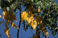 Yellow leaf of Indian cork tree Royalty Free Stock Photo