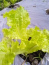 Close-up of leaf lettuce Royalty Free Stock Photo