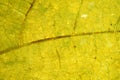 Backlit Yellow Leaf Macro with Detailed Vein Texture Royalty Free Stock Photo