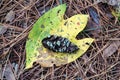 Yellow and green leaf fallen to bed of pine needles on ground with green lichen colored pine cone resting on top portrait Royalty Free Stock Photo