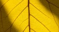 Close Up Yellow Leaf Texture with Veins and Shadow Royalty Free Stock Photo