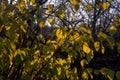 Close up of yellow leaves on a beautiful sunny day.