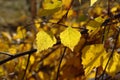 A close up of yellow leaves of birch in autumn forest on a warm sunny day. Autumn background with golden leaves Royalty Free Stock Photo