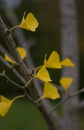 Close up of yellow leaves of a Ginkgo biloba tree, Maidenhair tree, Ginkgophyta during the autumn season. Royalty Free Stock Photo