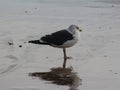 Yellow legged gull, Larus michahellis, beach Royalty Free Stock Photo