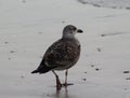 Yellow legged gull, Larus michahellis, beach Royalty Free Stock Photo