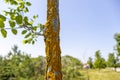 Close-up of yellow lichen covered tree trunk - gray bark with deep grooves - blue sky and green leaves in background Royalty Free Stock Photo