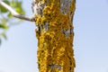 Close-up of yellow lichen covered tree trunk - gray bark with deep grooves - blue sky and green leaves in background Royalty Free Stock Photo