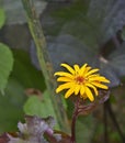 Close up of Ligularia \'Britt-Marie Crawford\' in a damp flower border