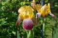 Close-up of yellow-lilac flowers of iris lat. Iris perennial on a green background Royalty Free Stock Photo