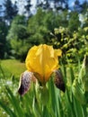 Close-up of yellow-lilac with tiger iris flowers lat. Iris on a green background Royalty Free Stock Photo