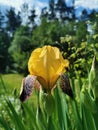 Close-up of yellow-lilac with tiger iris flowers lat. Iris on a green background Royalty Free Stock Photo