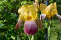 Close-up of yellow-lilac with tiger iris flowers lat. Iris on a green background Royalty Free Stock Photo