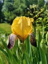Close-up of yellow-lilac with tiger iris flowers lat. Iris on a green background Royalty Free Stock Photo