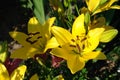 A close up of yellow lilies of the `Gironde` variety Asiatic hybrid lily in the garden Royalty Free Stock Photo