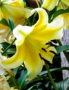 Close up of yellow lilly flower