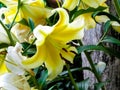 Close up of yellow lilly flower Royalty Free Stock Photo