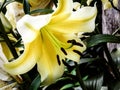 Close up of yellow lilly flower Royalty Free Stock Photo