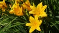 Close-up of yellow Lilly flower, or Lillium, with green leaves Royalty Free Stock Photo