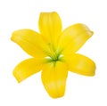Close-up of a yellow lily flower isolated on a white background Royalty Free Stock Photo