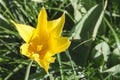 Close up of yellow lily-flower single beautiful tulip Royalty Free Stock Photo