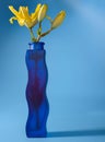 Close-up of yellow Lily flower in vase on blue background. Royalty Free Stock Photo