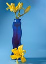 Close-up of yellow Lily flower in vase on blue background. Royalty Free Stock Photo