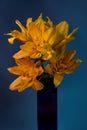 Close-up of yellow Lily flower in vase on blue background. Royalty Free Stock Photo