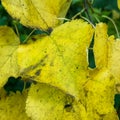 Close-up of yellow linden leaves in detail.