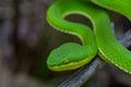 Close up Yellow-lipped Green Pit Viper snake