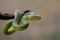 Close up Yellow-lipped Green Pit Viper snake Royalty Free Stock Photo