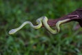 Close up Yellow-lipped Green Pit Viper snake