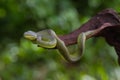 Close up Yellow-lipped Green Pit Viper snake