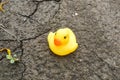 Yellow little duck doll on the ground