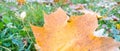 Close-up yellow maple leaf on blurred green grass background. Autumn concept. Autumn foliage. Upper surface of a maple leaf in Royalty Free Stock Photo