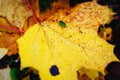 Close up yellow maple leaf from bug or virus in garden, Plant disease and Aphids, cicadas. Plant insect infestation Royalty Free Stock Photo