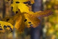 Close up yellow maple leaf from bug or virus in garden, Plant disease and Aphids, cicadas. Plant insect infestation Royalty Free Stock Photo