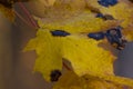 Close up yellow maple leaf from bug or virus in garden, Plant disease and Aphids, cicadas. Plant insect infestation Royalty Free Stock Photo