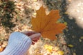 Close-up of yellow maple leave in hand on autumn leaves background. Hello autumn concept.