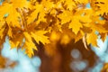 Close-up yellow maple leaves on tree against blue sky and defocused trees. Autumn fall background. Colorful foliage Royalty Free Stock Photo