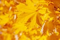 close up of yellow maple tree leaves Royalty Free Stock Photo